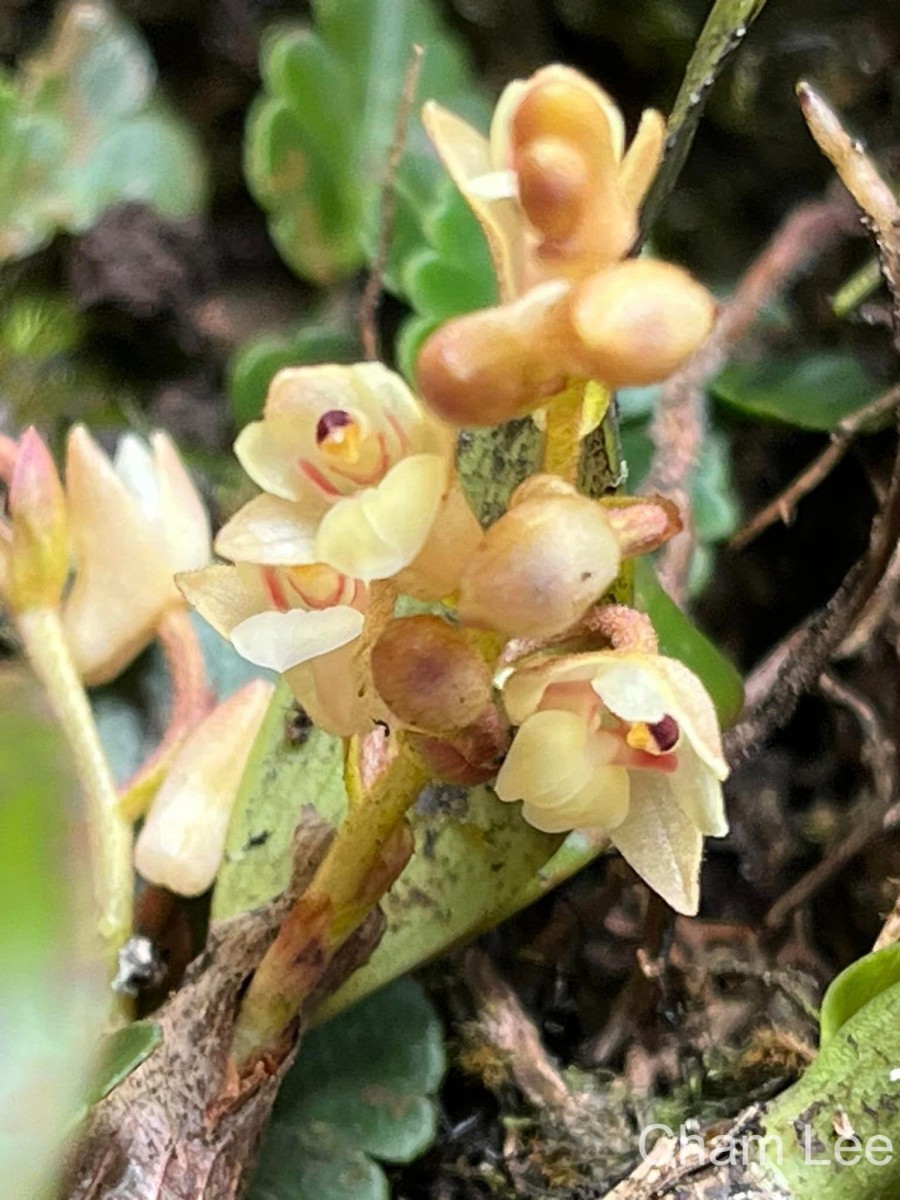 Pinalia tricolor (Thwaites) Kuntze