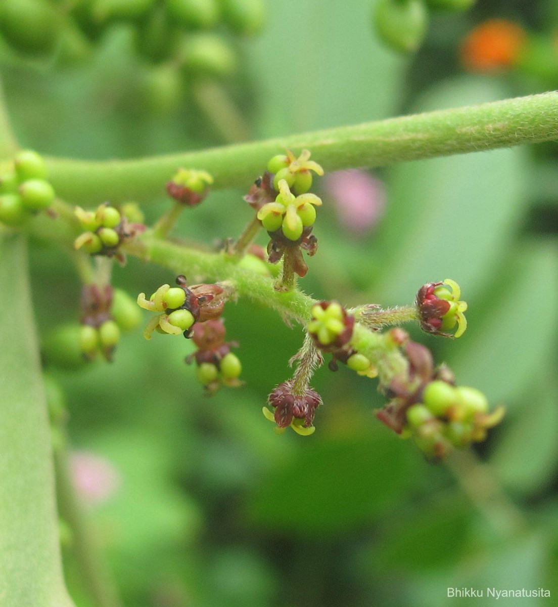 Flora of Sri Lanka