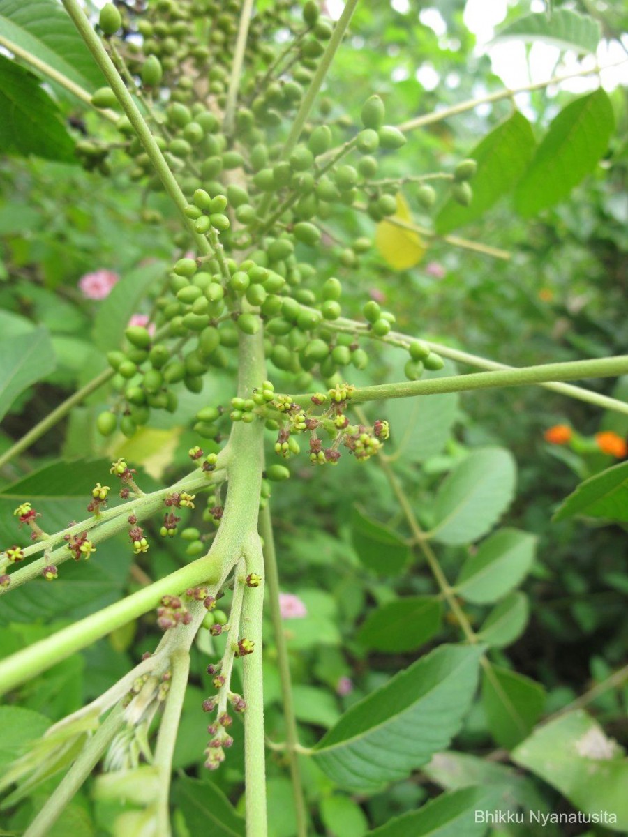 Flora of Sri Lanka