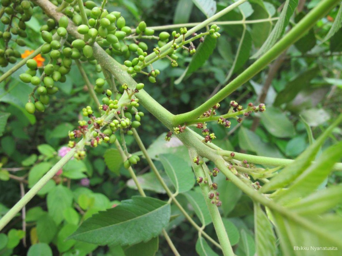 Flora of Sri Lanka