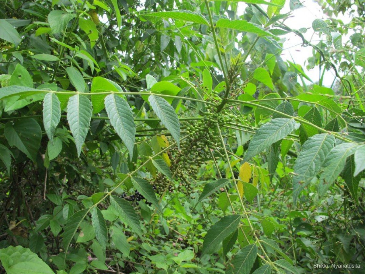 Flora of Sri Lanka