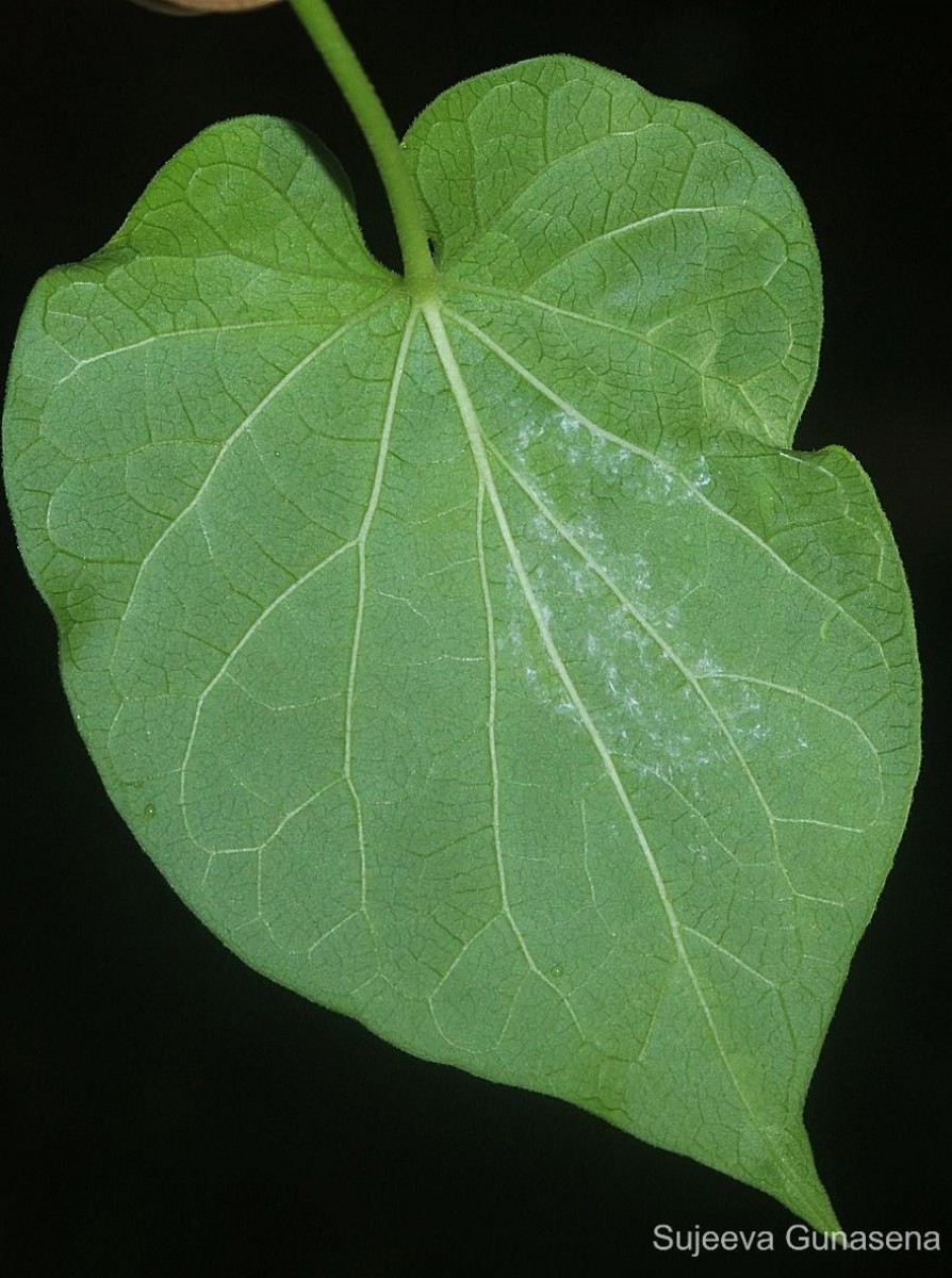 Flora of Sri Lanka