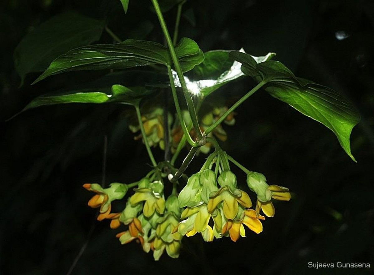 Flora of Sri Lanka