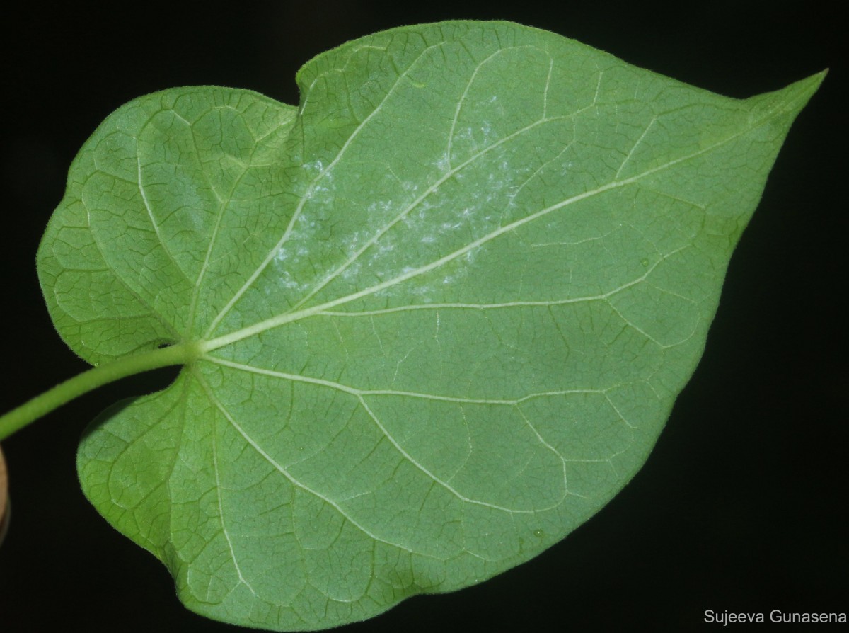 Flora of Sri Lanka