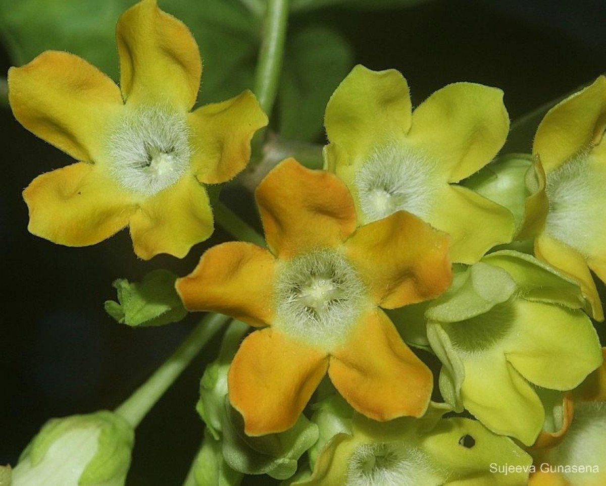 Flora of Sri Lanka