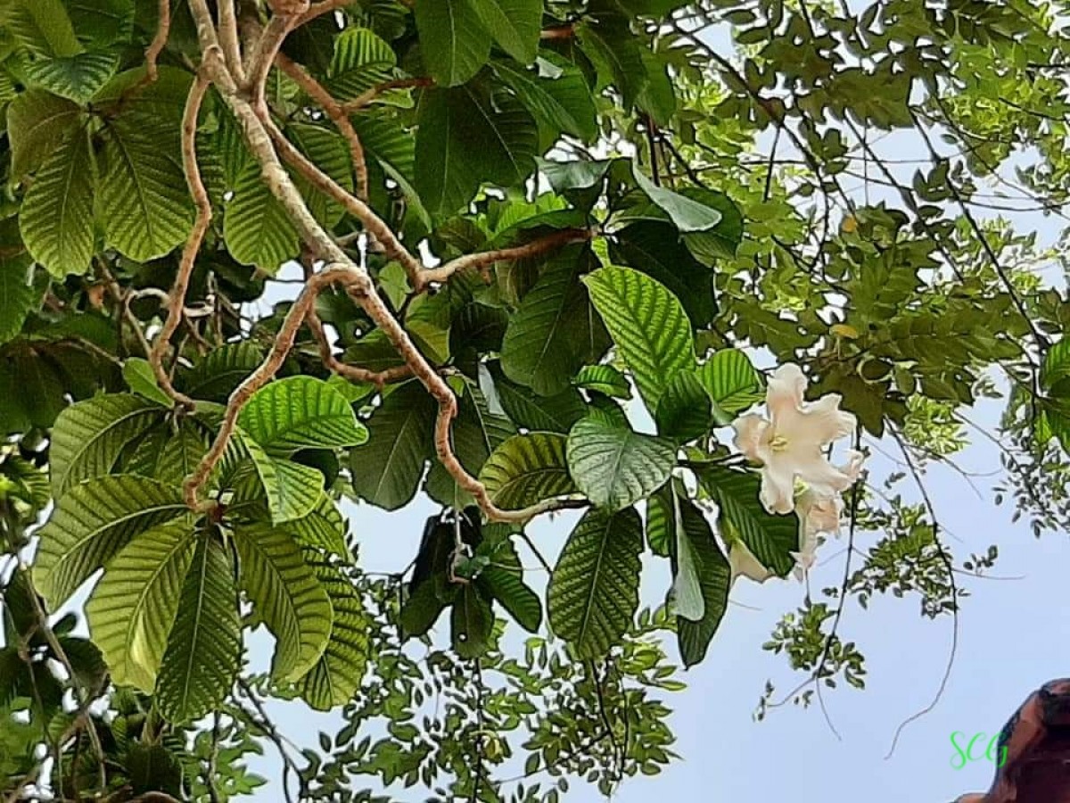 Flora of Sri Lanka
