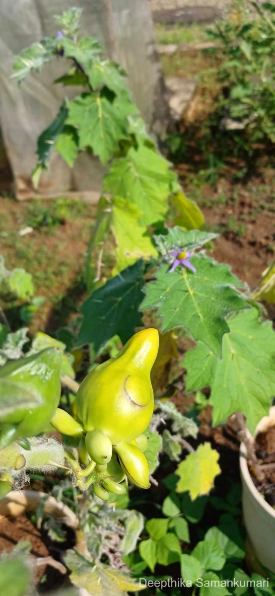 Solanum mammosum L.