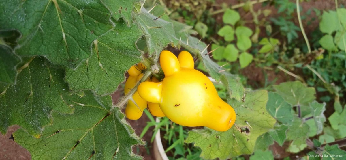 Solanum mammosum L.