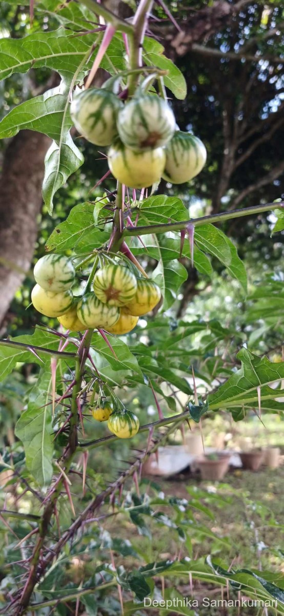 Solanum atropurpureum Schrank