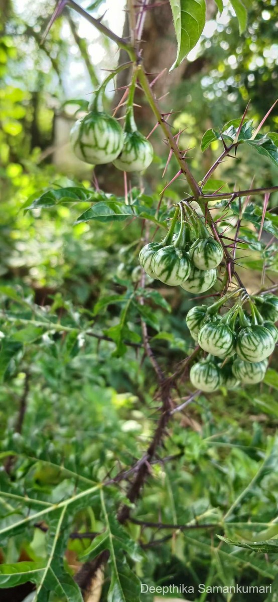 Solanum atropurpureum Schrank