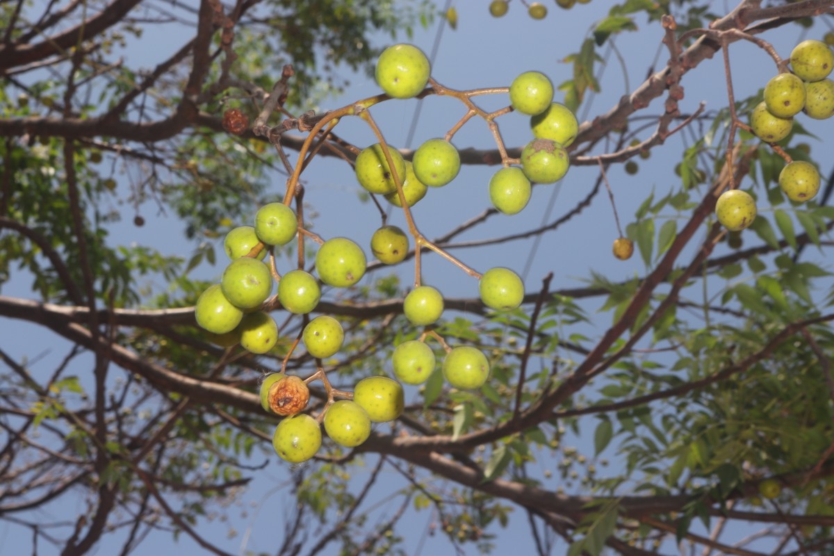 Flora of Sri Lanka