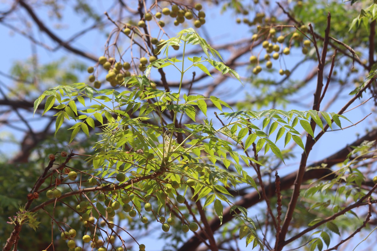Flora of Sri Lanka