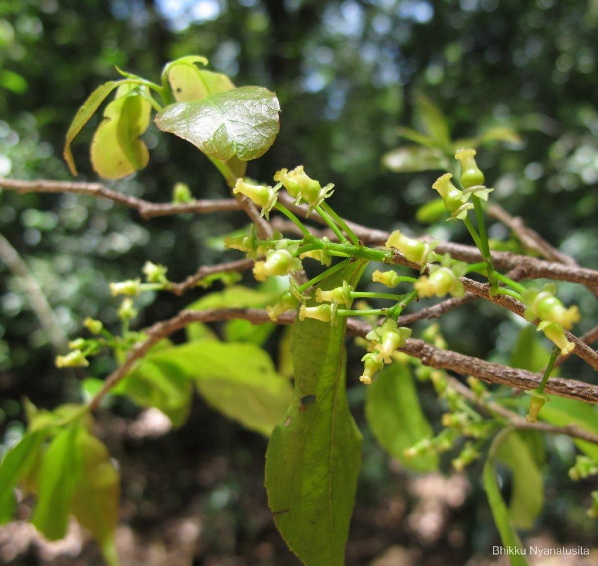 Seriales Tree Flora of Sri Lanka