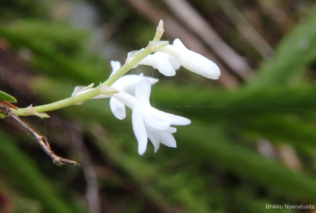 Flora of Sri Lanka