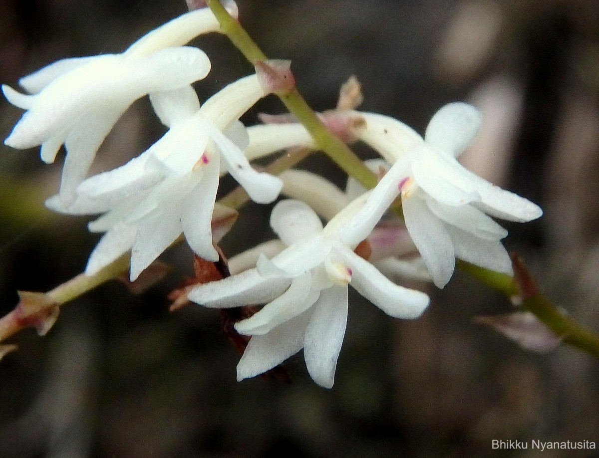 Flora of Sri Lanka