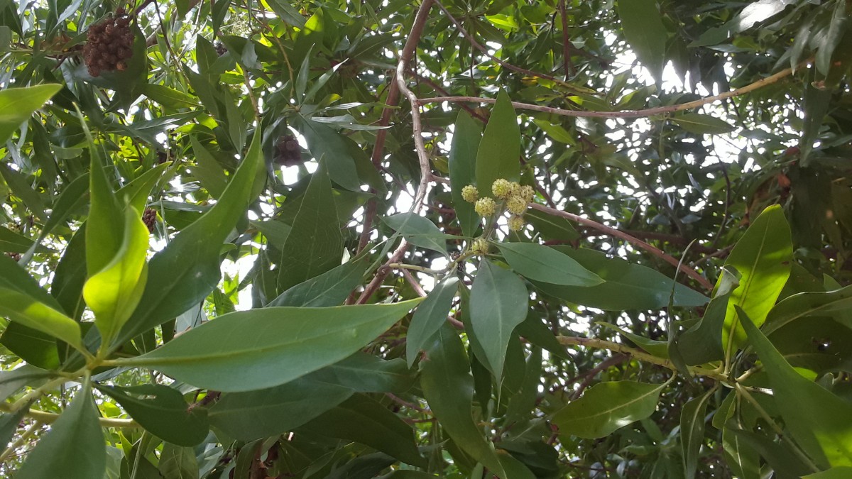 Flora of Sri Lanka