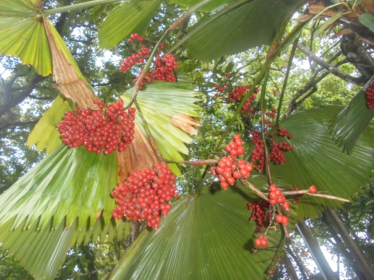 Licuala grandis (T.Moore) H.Wendl.