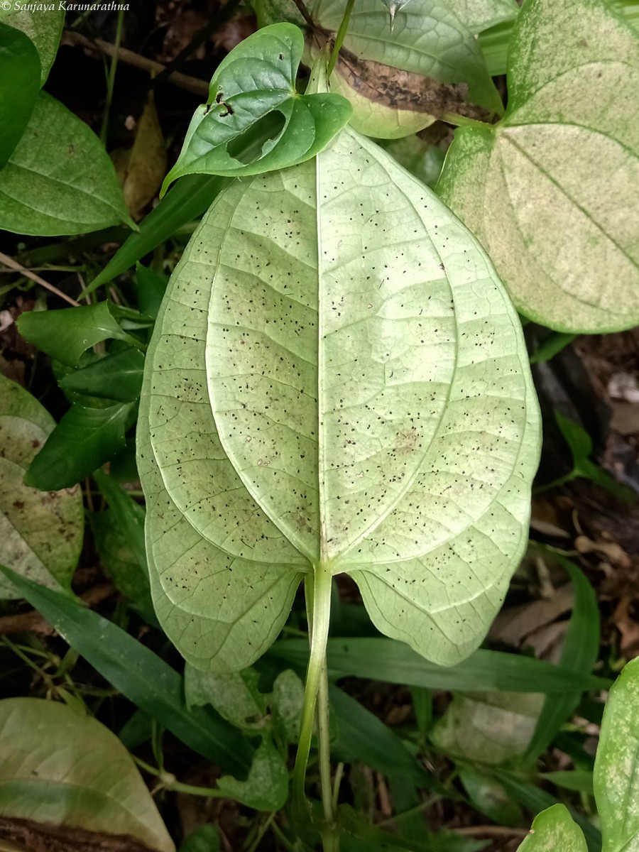 Dioscorea alata L.