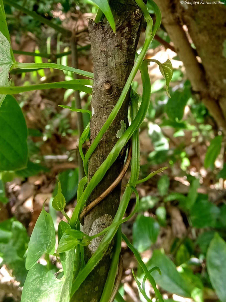 Dioscorea alata L.