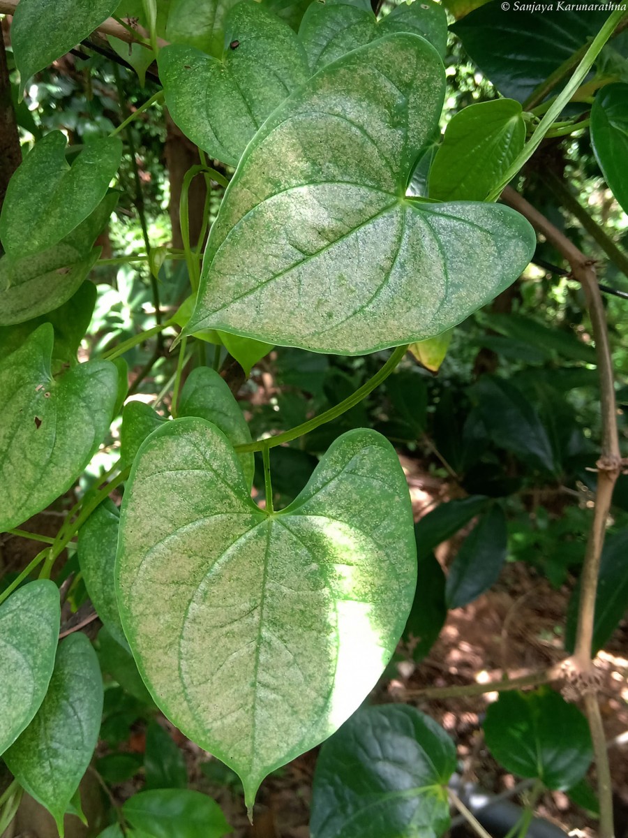 Dioscorea alata L.