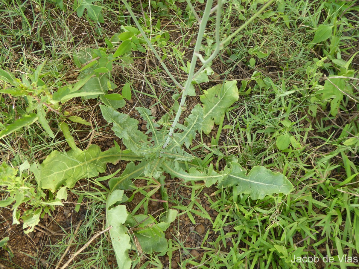 Flora of Sri Lanka