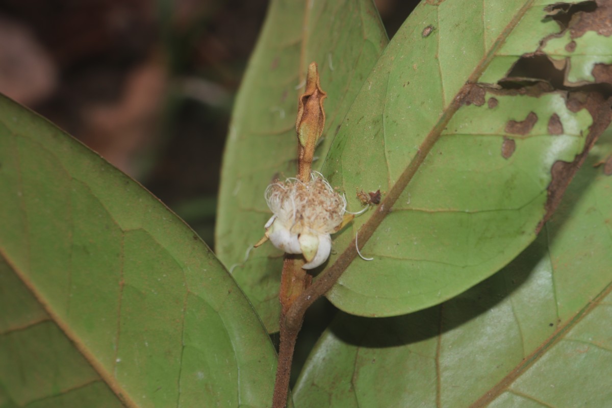 Eugenia haeckeliana Trimen