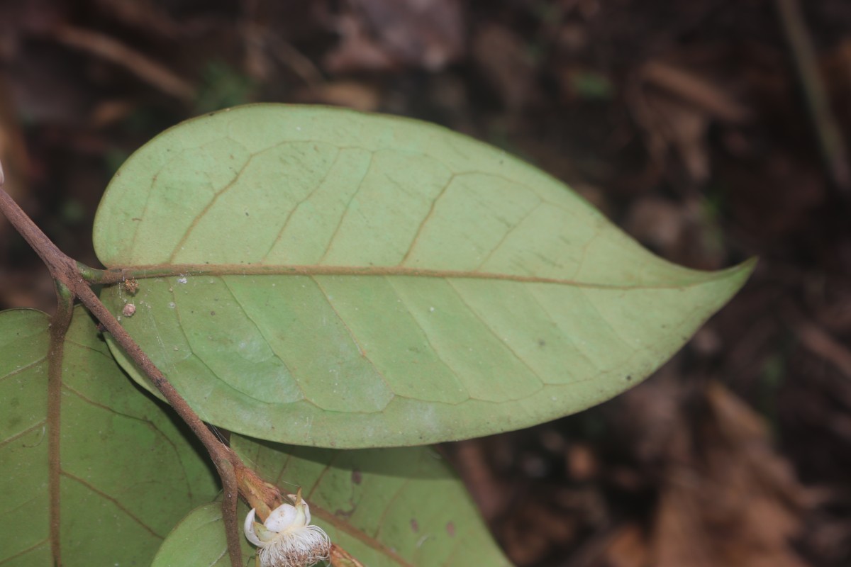 Eugenia haeckeliana Trimen