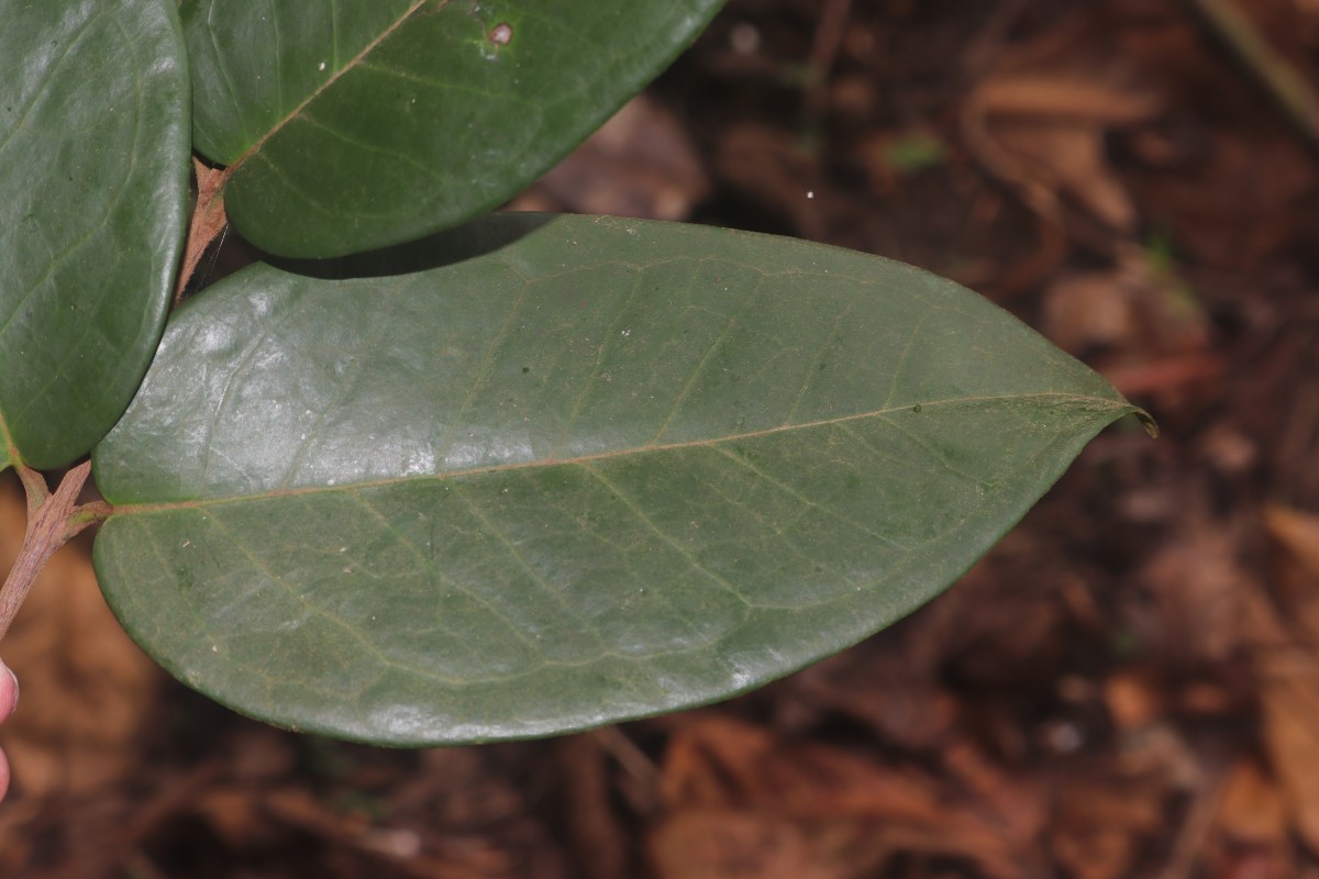 Eugenia haeckeliana Trimen