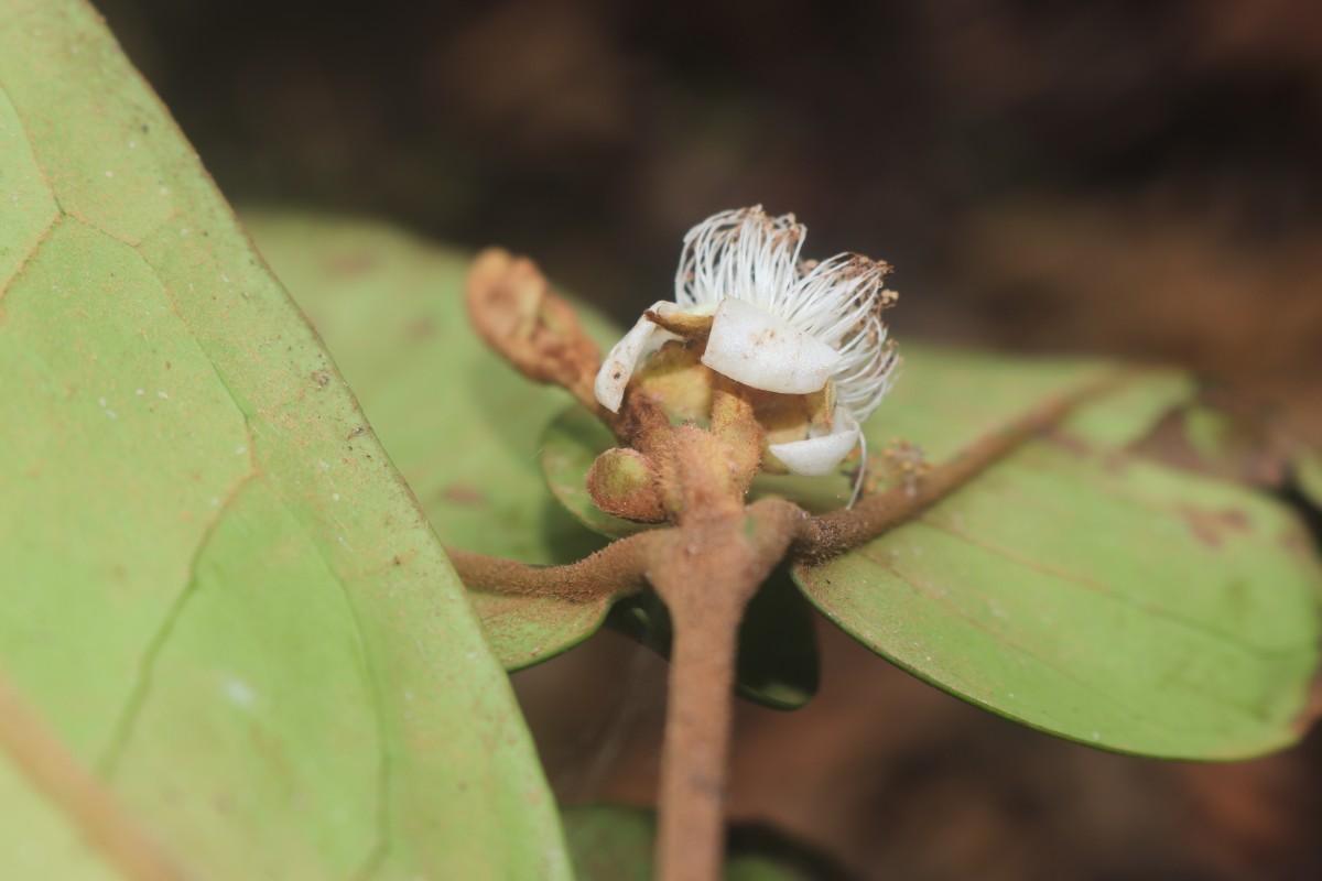 Eugenia haeckeliana Trimen