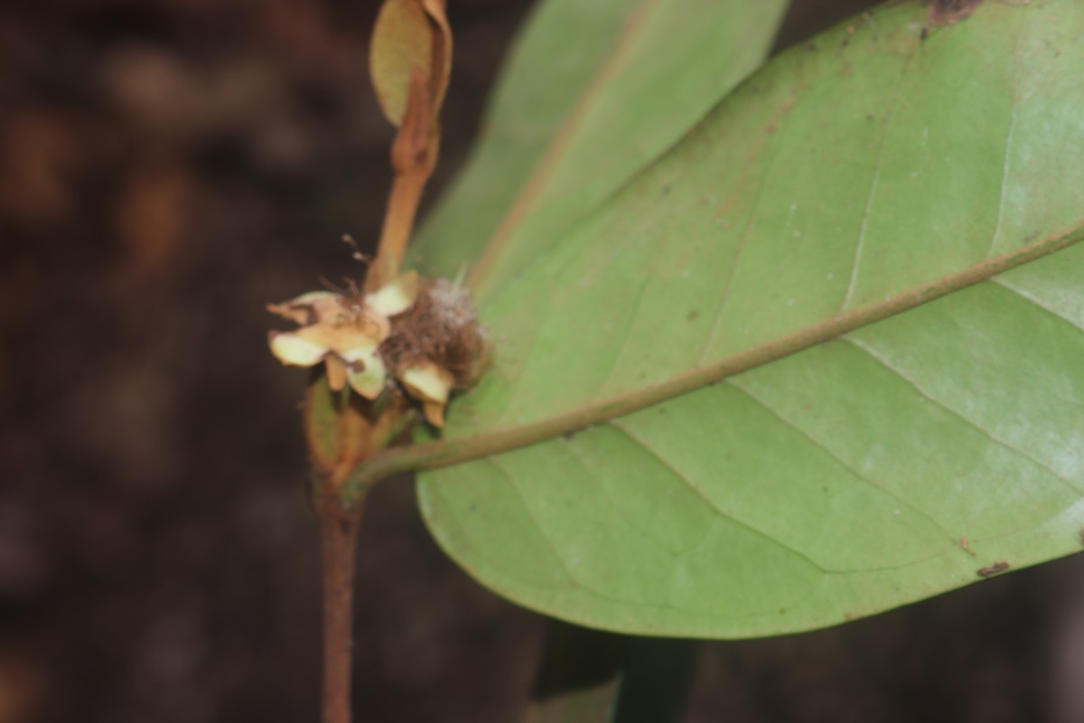 Eugenia haeckeliana Trimen