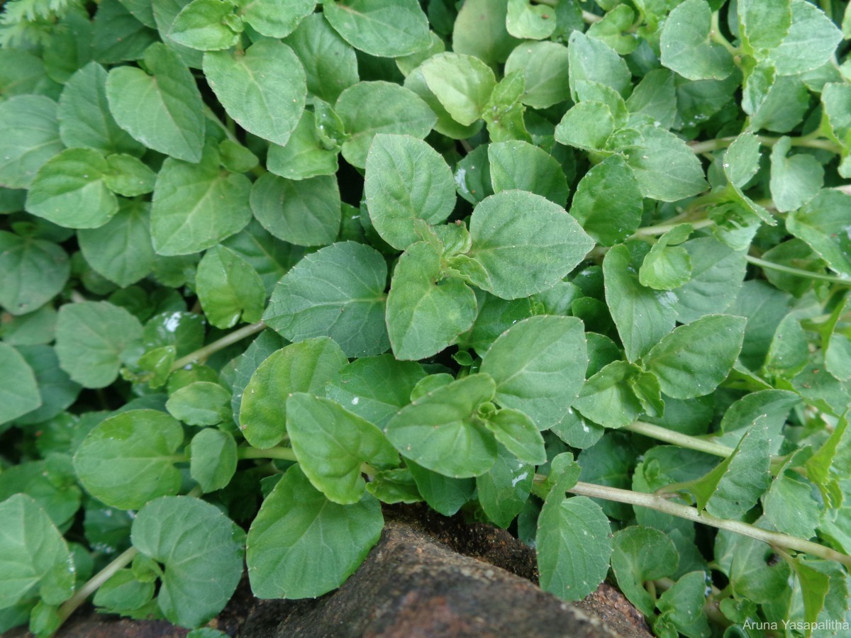 Lobelia zeylanica L.