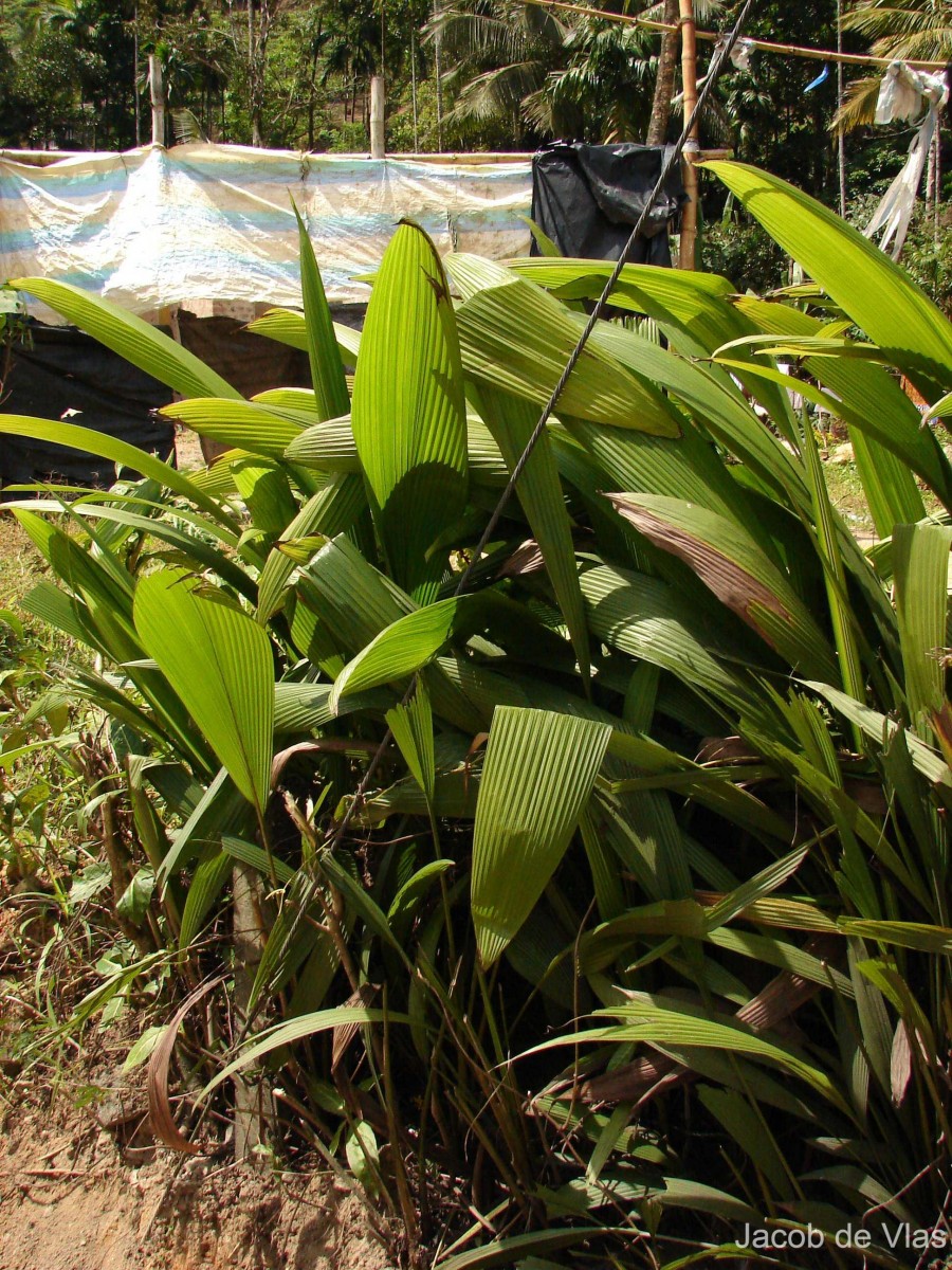 Flora of Sri Lanka