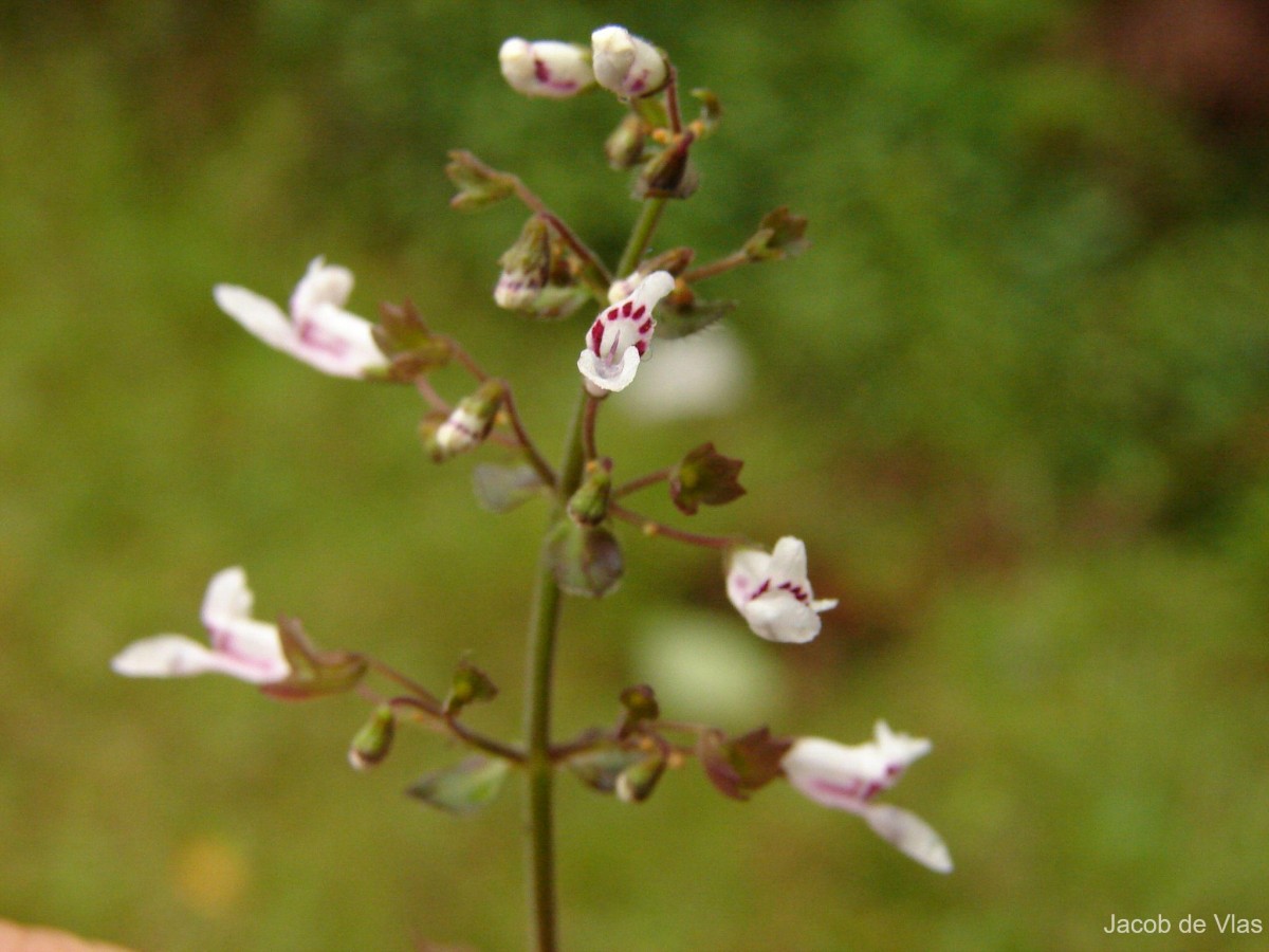 Flora of Sri Lanka