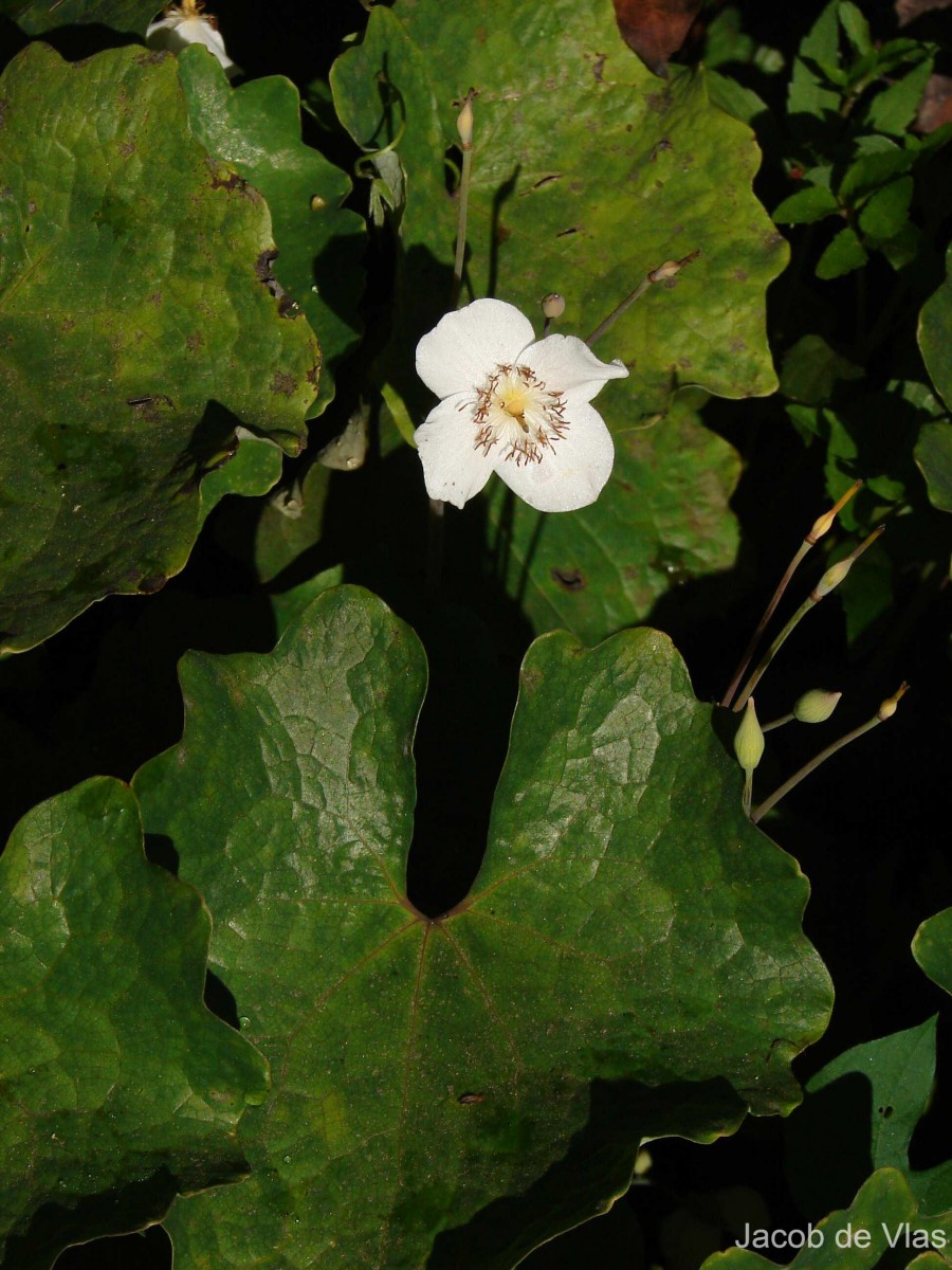 Flora of Sri Lanka