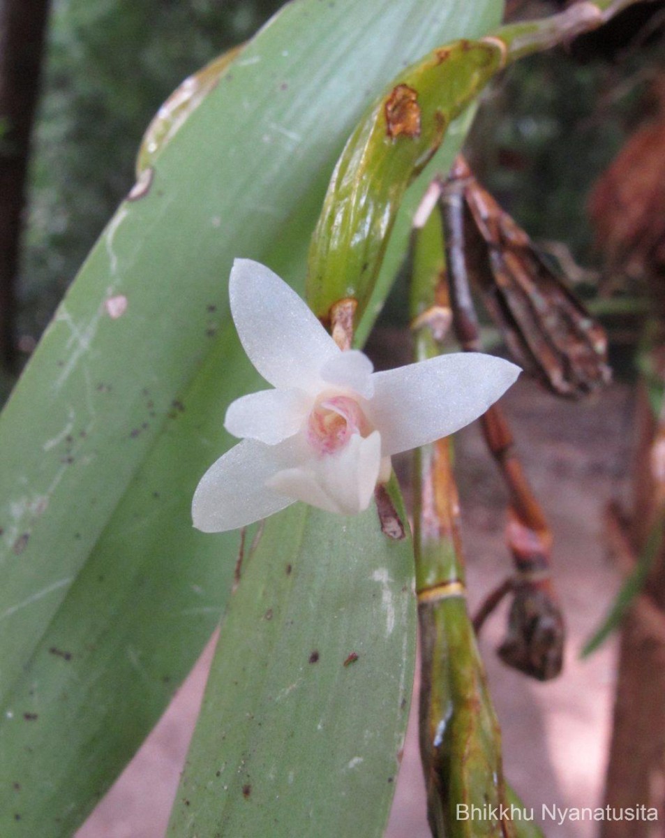 Flora of Sri Lanka