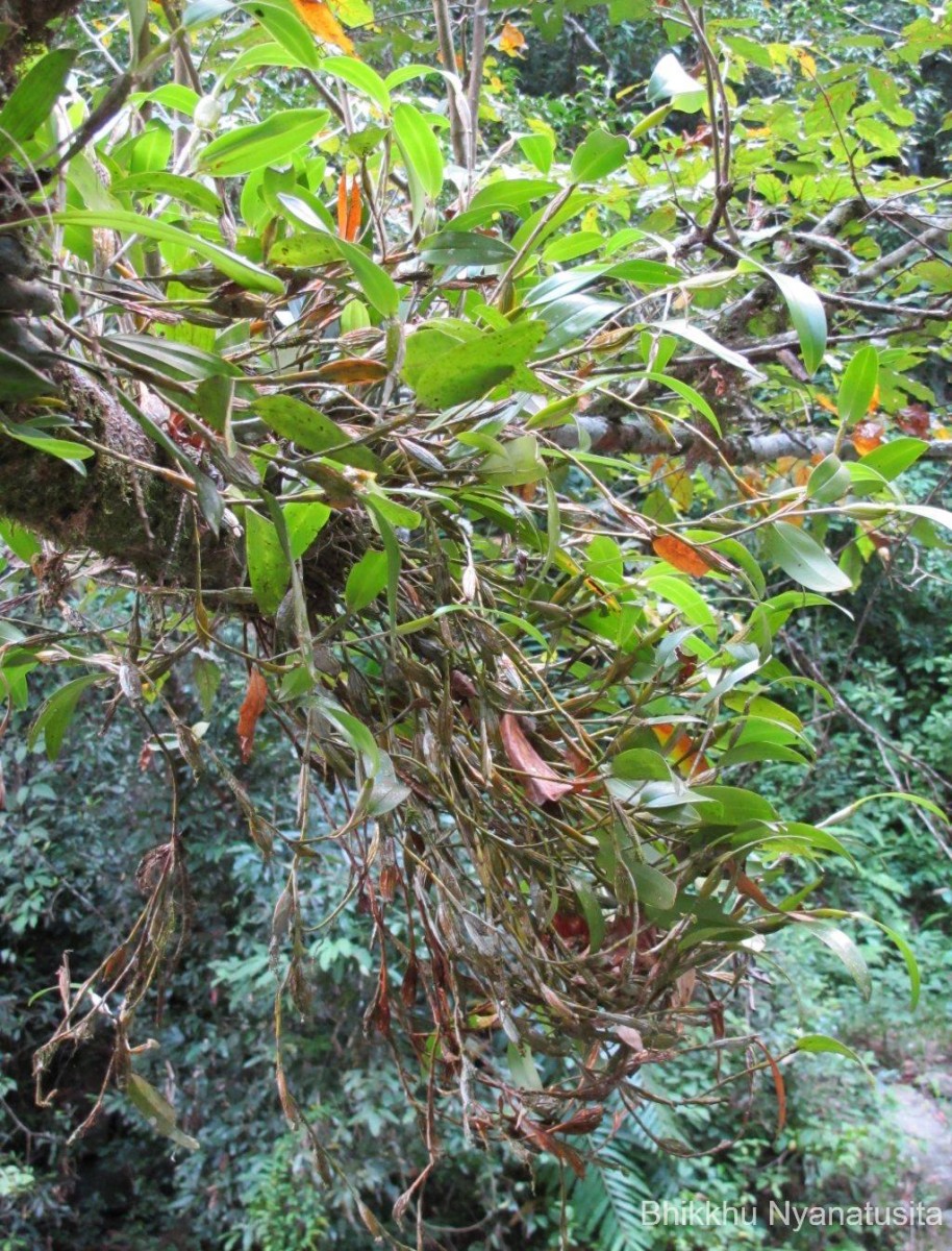 Flora of Sri Lanka