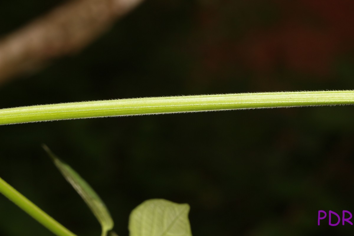 Asystasia gangetica (L.) T.Anderson