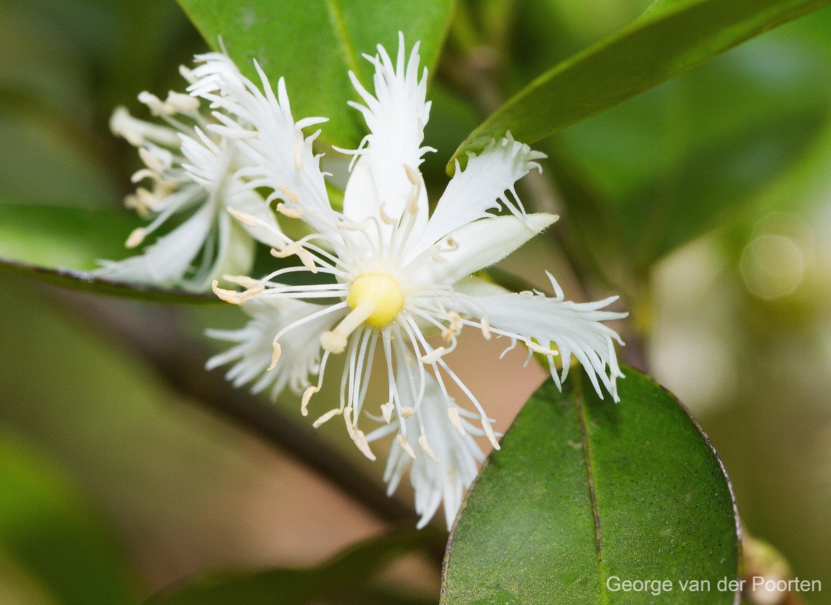 Cassipourea ceylanica (Gardner) Alston