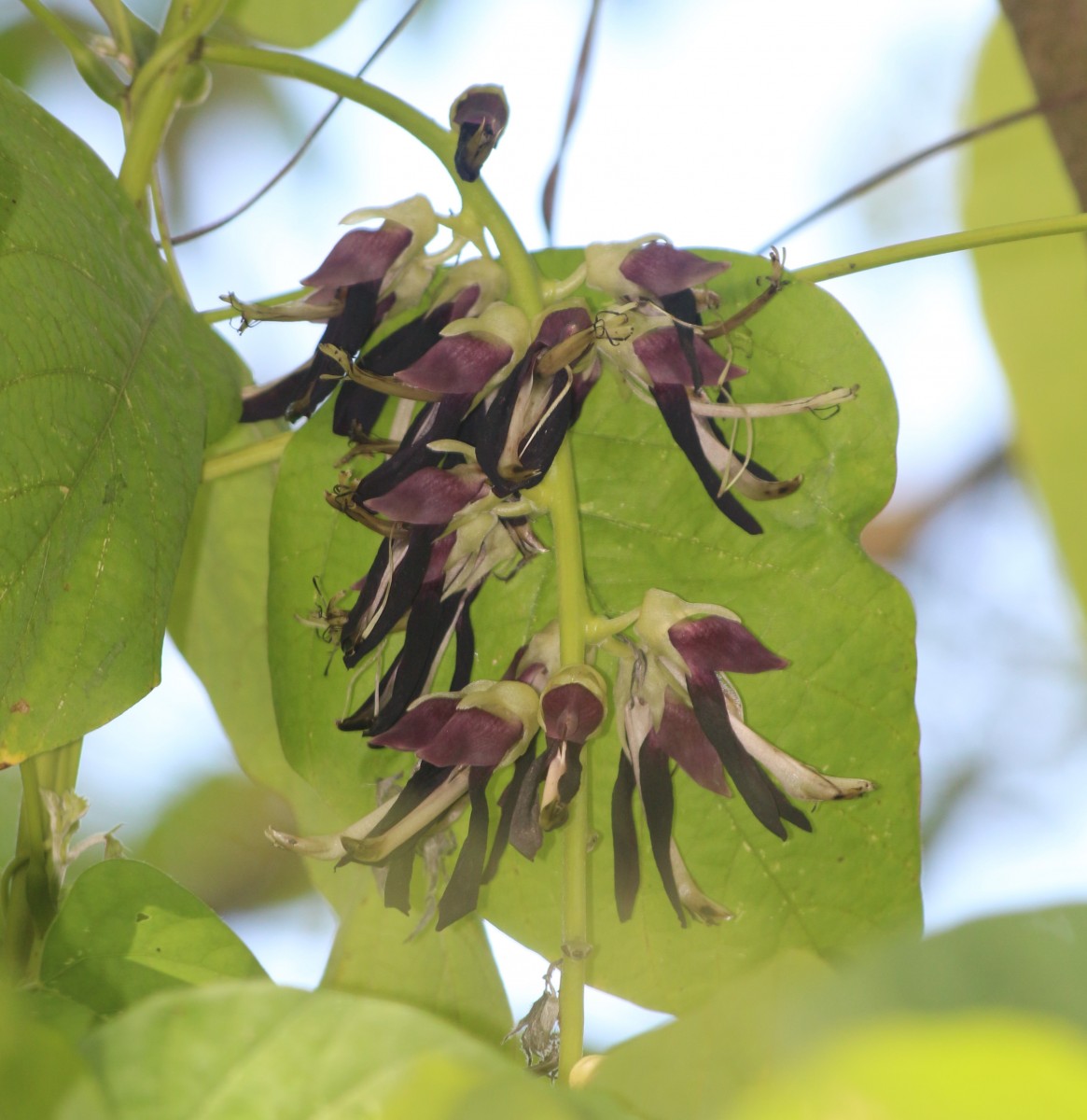 Mucuna pruriens var. utilis (Wall. ex Wight) Baker ex Burck