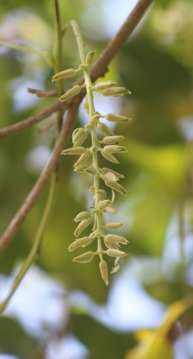 Mucuna pruriens var. utilis (Wall. ex Wight) Baker ex Burck