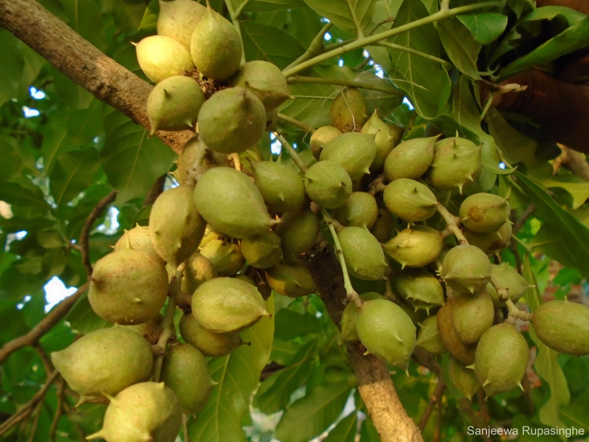 Flora of Sri Lanka