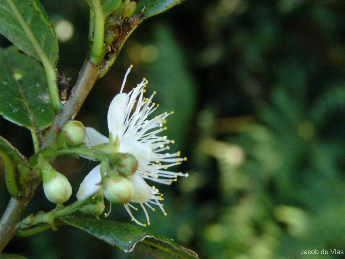 Flora of Sri Lanka