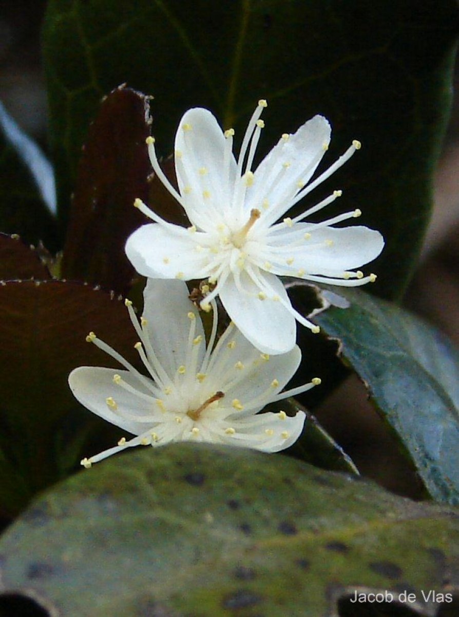 Flora of Sri Lanka