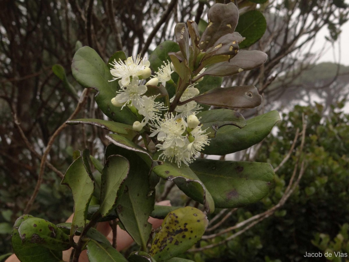 Flora of Sri Lanka