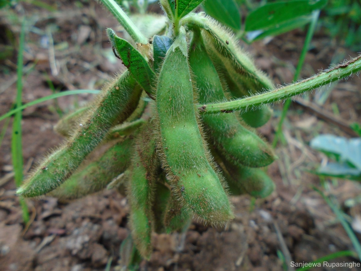 Glycine max (L.) Merr.