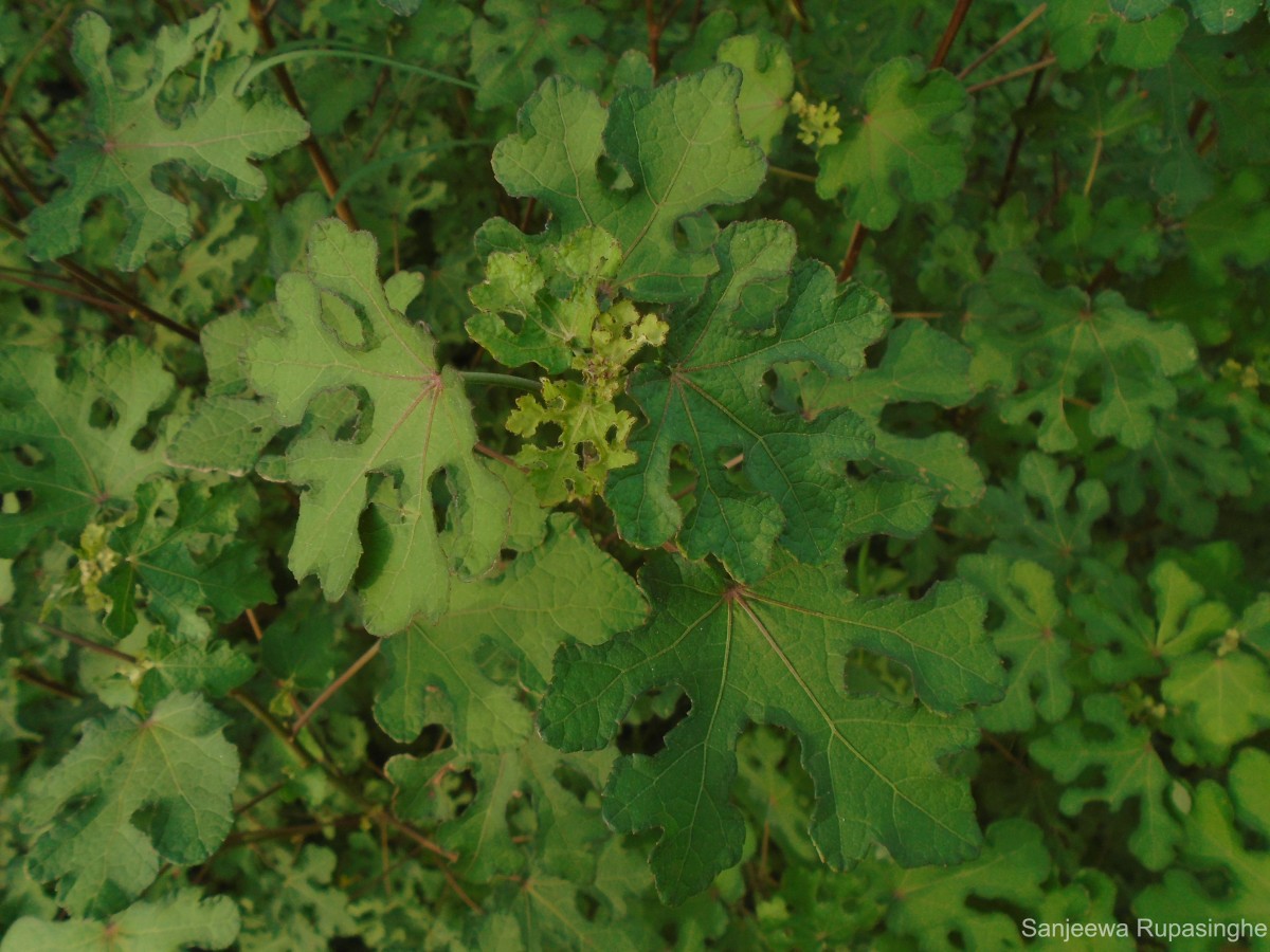 Urena lobata subsp. sinuata (L.) Borss.Waalk.