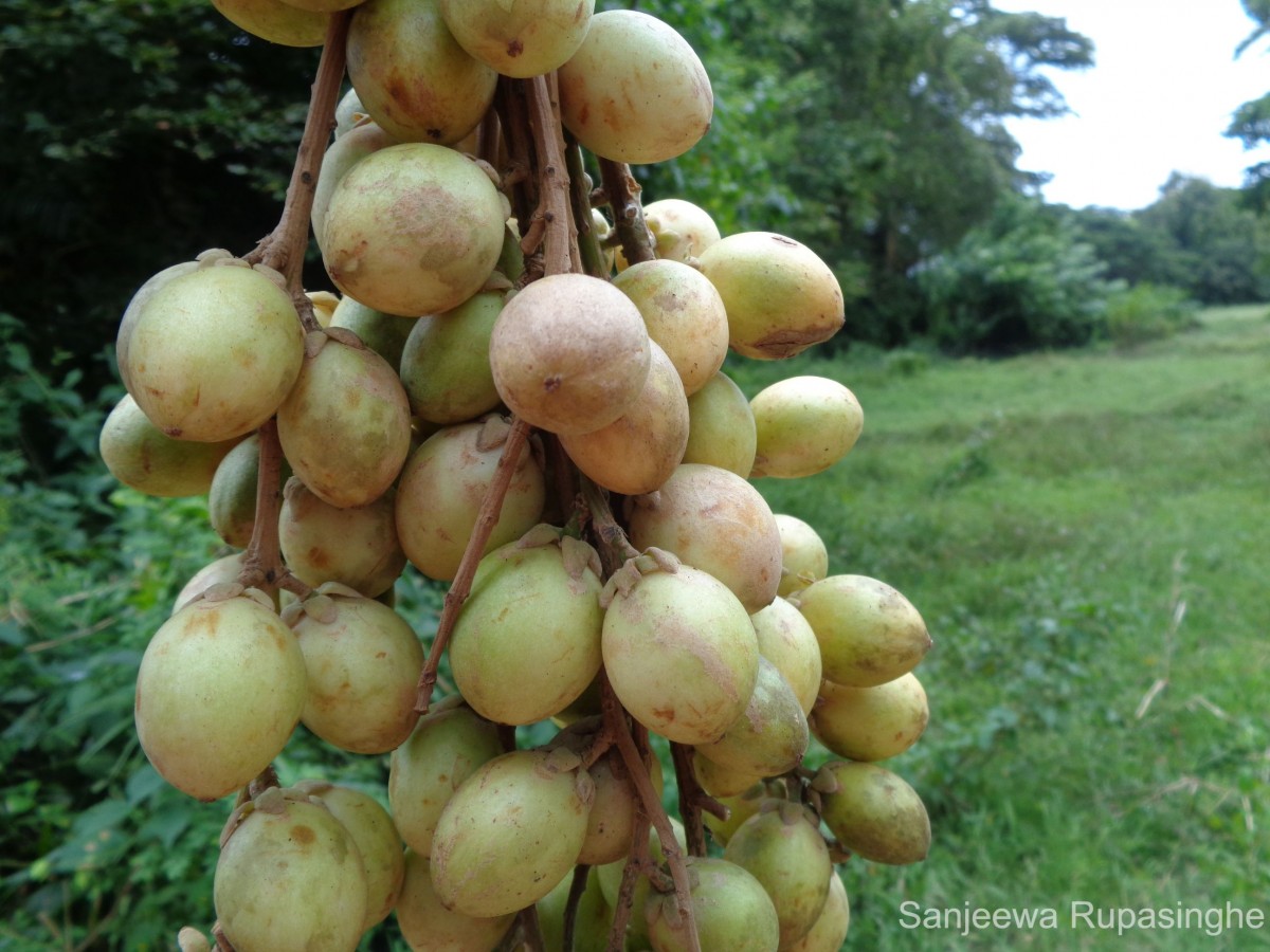 Baccaurea motleyana (Müll.Arg.) Müll.Arg.