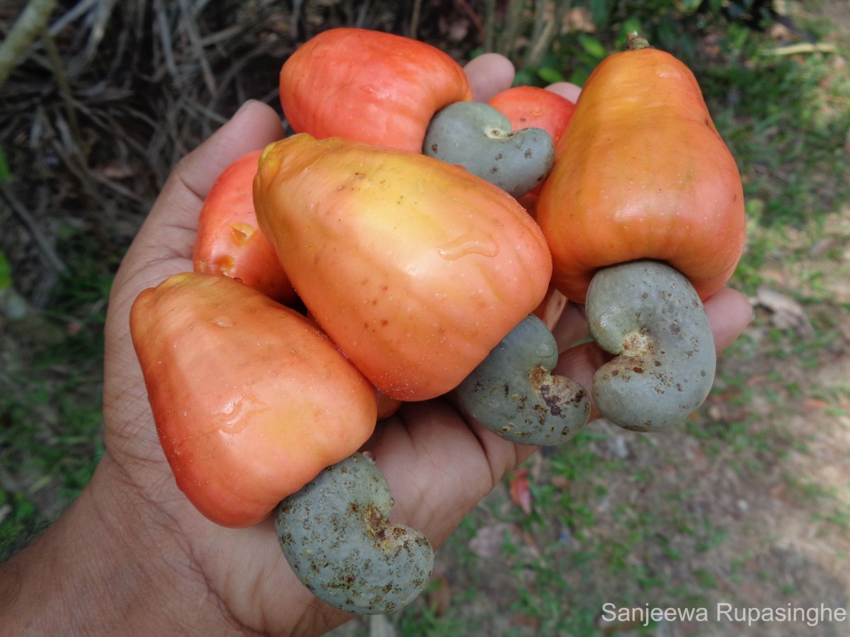 Anacardium occidentale L.