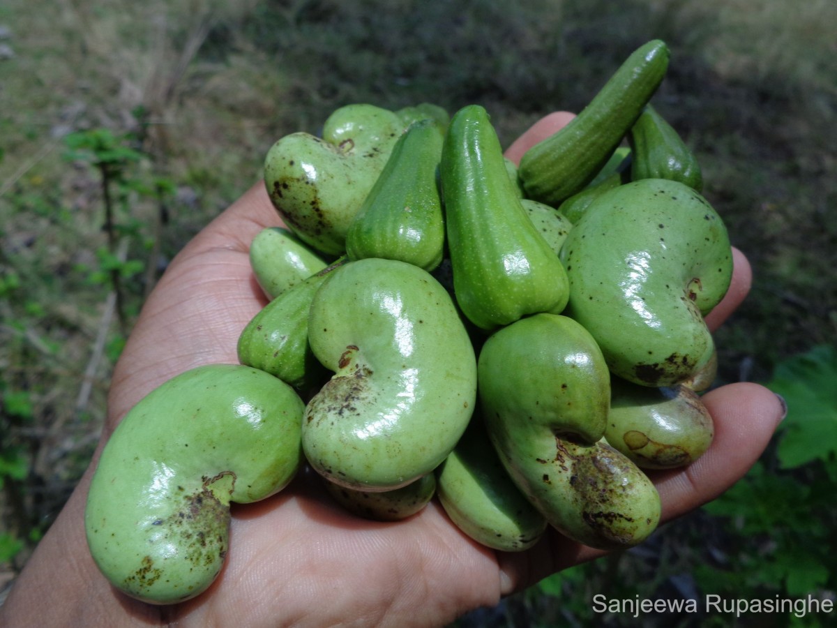 Anacardium occidentale L.