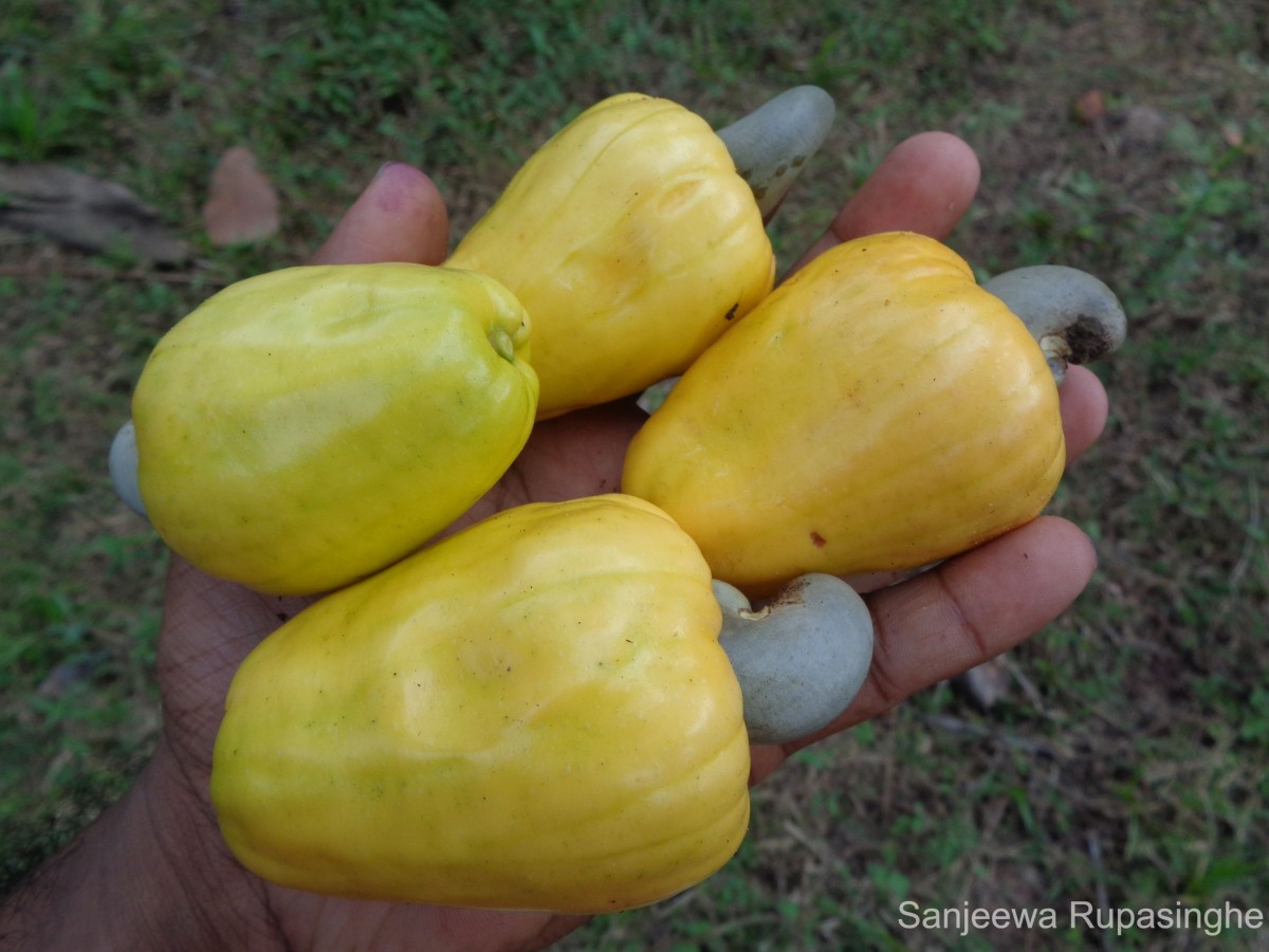 Anacardium occidentale L.